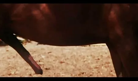 Sexe Hardcore De porno massage box Noël